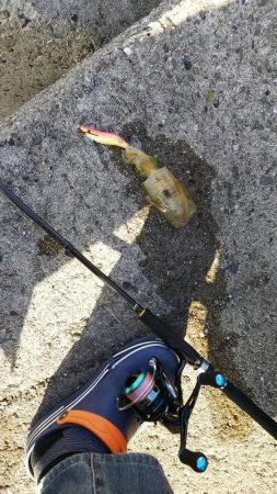 teamゲッソー調査隊