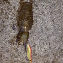 teamゲッソー調査隊