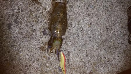 teamゲッソー調査隊