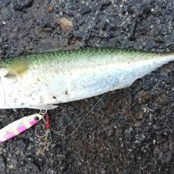 雨の朝練シーバス調査