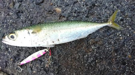 雨の朝練シーバス調査