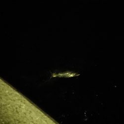 夕練はタッチーからのシーバスハンティング