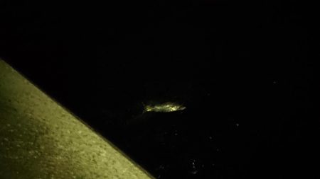 夕練はタッチーからのシーバスハンティング