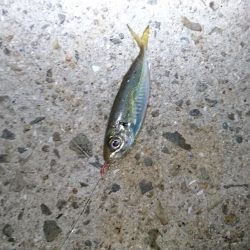 アジングでダツ!