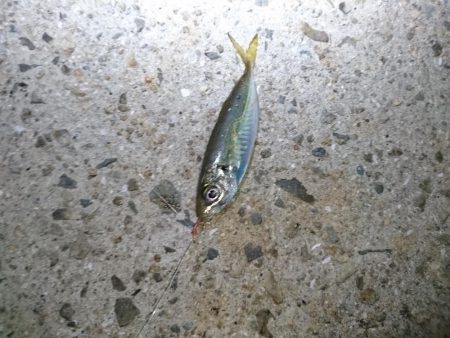 アジングでダツ！