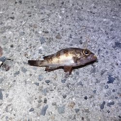 アジングサビキで五目