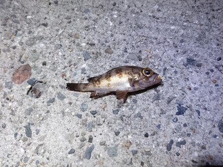 アジングサビキで五目