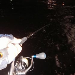 夕練シーバス調査に行くも…