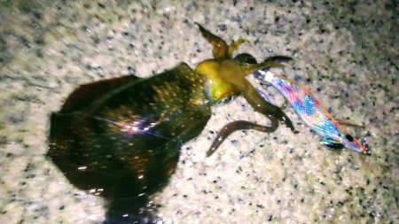 ランガンエギング