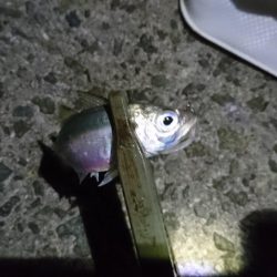 食材getアジング