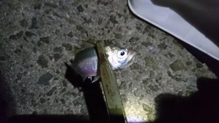 食材getアジング