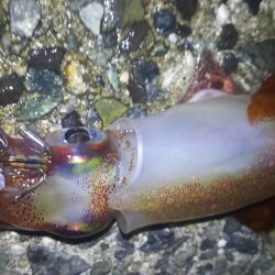 ケンサキング？