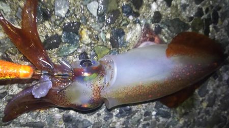 ケンサキング？