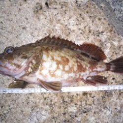 ロックフィッシュ狙い