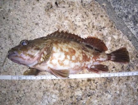 ロックフィッシュ狙い