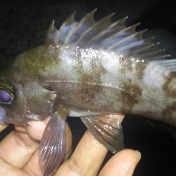 サヨリの絨毯で…