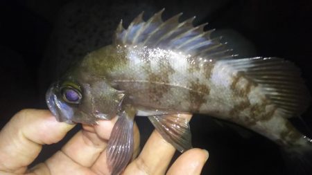 サヨリの絨毯で…