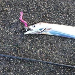 サゴシ狙いやめて太刀魚狙い