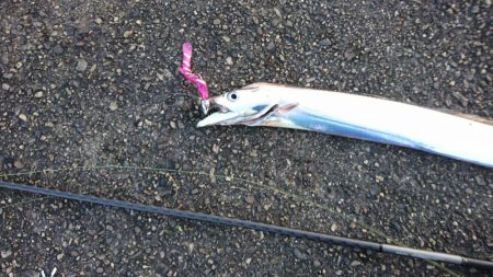 サゴシ狙いやめて太刀魚狙い