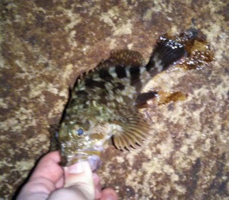 久しぶりにアジ