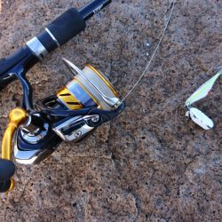 今年初イイダコ