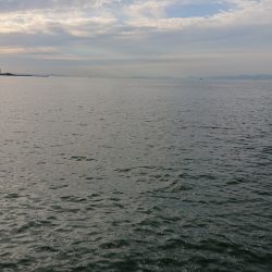 タチウオはたくさん