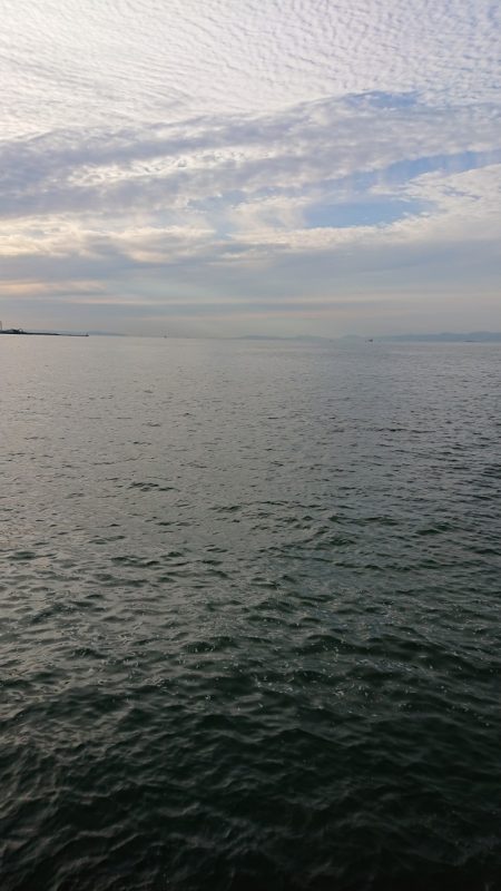 タチウオはたくさん