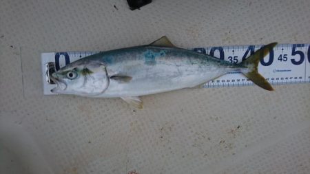 ボートフィッシング