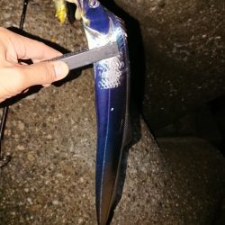 タチウオはたくさん2