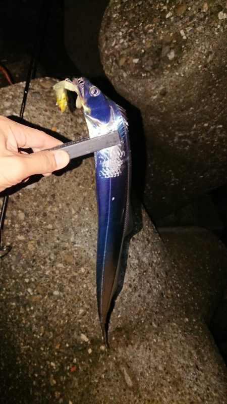 タチウオはたくさん2