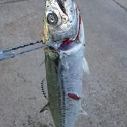 6日連続タチウオ釣行