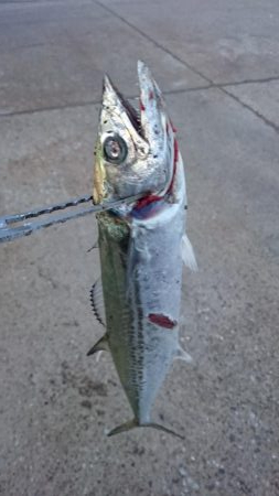 6日連続タチウオ釣行