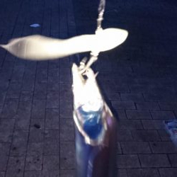 連日のタチウオ釣行