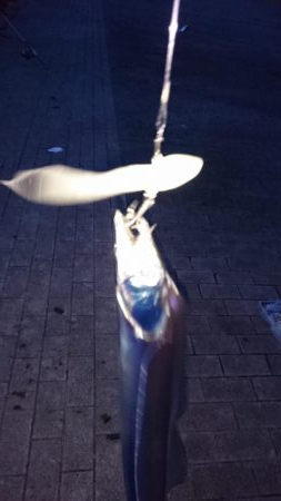 連日のタチウオ釣行