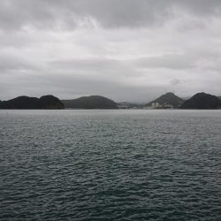 サゴシきてますね〜(エソも)