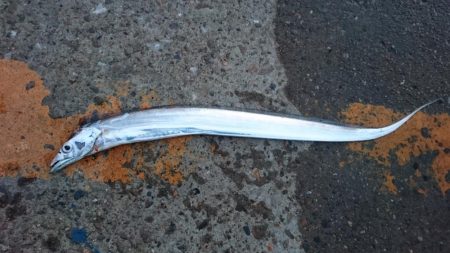 タチウオ釣行 まだちょい渋目