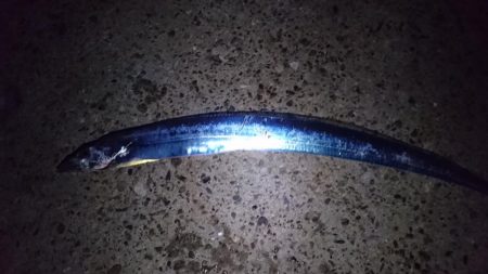 タチウオやっぱり渋かった