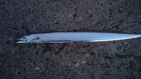 南港タチウオやっぱりまだ渋い