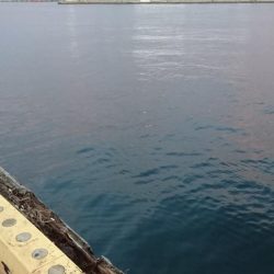 南港タチウオ激渋