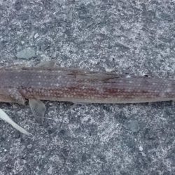 タチウオ久々のプチ遠征