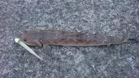 タチウオ久々のプチ遠征