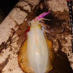 連発あるも渋い