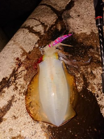 連発あるも渋い