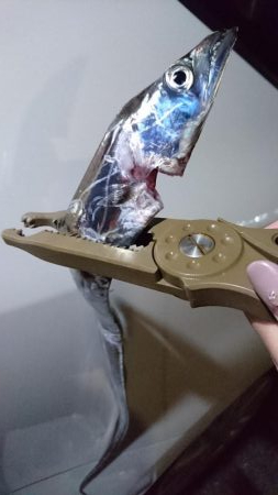 無限アジ・たまにサバ