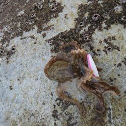 イイダコ・アジ