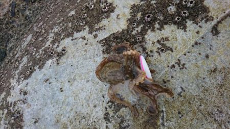 イイダコ・アジ