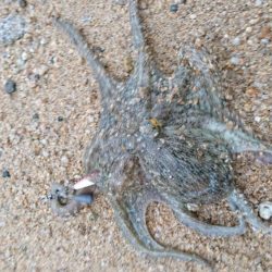 スッテDEフラット？