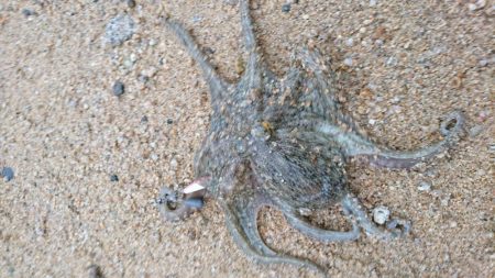 スッテDEフラット？