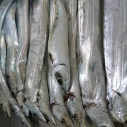 俺のタチ魚はすごいんです