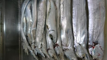 俺のタチ魚はすごいんです